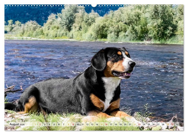 Produktbild: Entlebucher - Temperamentvolle Schweizer Sennenhunde (Wandkalender 2026 DIN A2 quer), CALVENDO Monatskalender