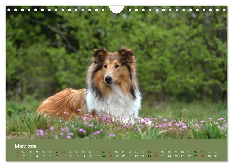 Produktbild: Collies - charmante Herzensbrecher (Wandkalender 2026 DIN A4 quer), CALVENDO Monatskalender