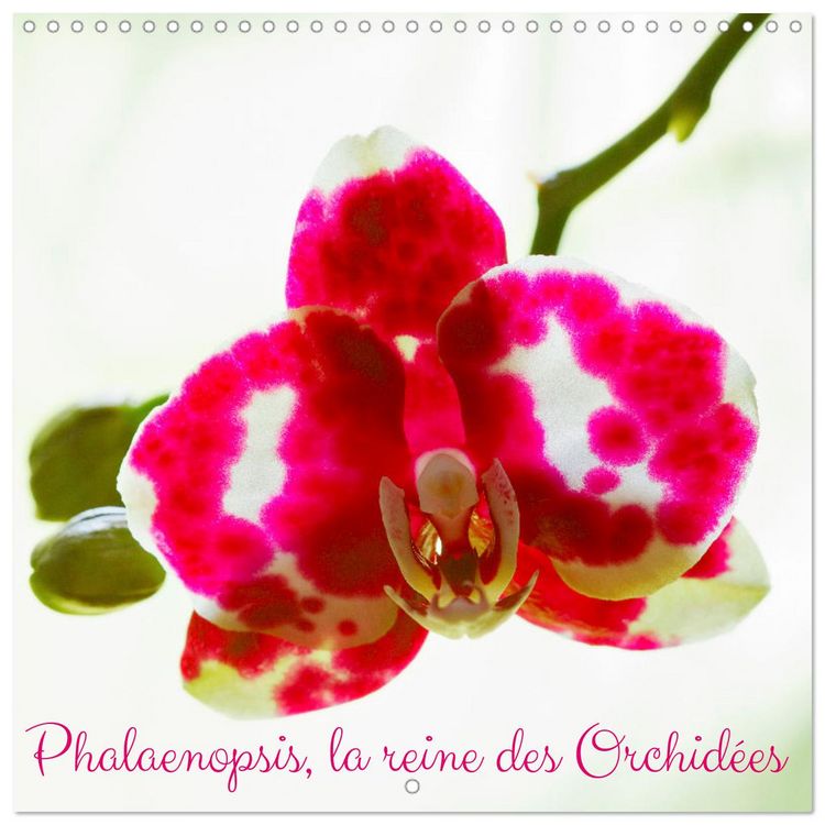 Produktbild: Phalaenopsis, la reine des Orchid&eacute;es (Calendrier mural carr&eacute; 2026 30x30 cm) Calendrier double avec une page pour vos prises de notes