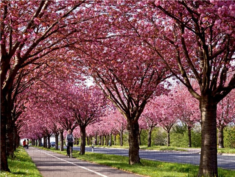 Produktbild: CALVENDO Puzzle Kirschbl&uuml;te im Magdeburger Holzweg | 2000 Teile Lege-Gr&ouml;&szlig;e 90x67cm Foto-Puzzle f&uuml;r gl&uuml;ckliche Stunden