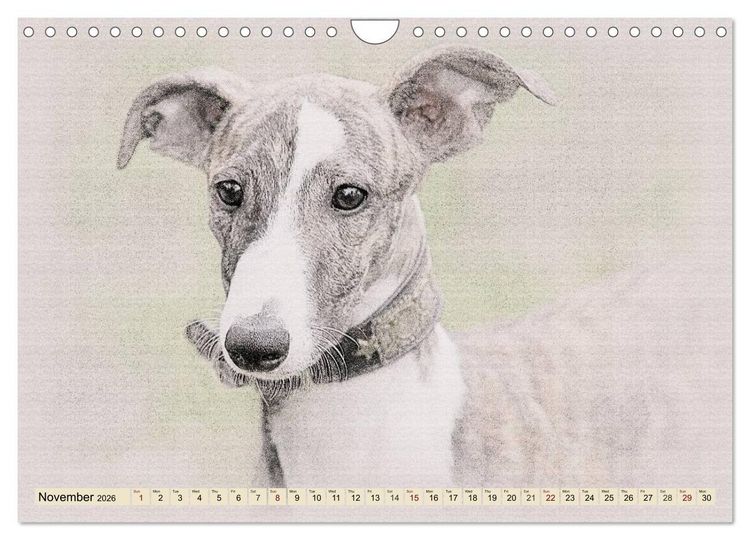 Produktbild: Whippets 2026 (Wall Calendar 2026 DIN A4 landscape), CALVENDO 12 Month Wall Calendar