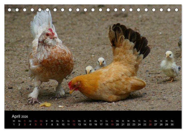 Produktbild: Die Welt der H&uuml;hner (Tischkalender 2026 DIN A5 quer), CALVENDO Monatskalender
