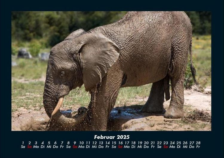 Produktbild: Elefanten - Die sanften Riesen Afrikas 2025 Fotokalender DIN A4