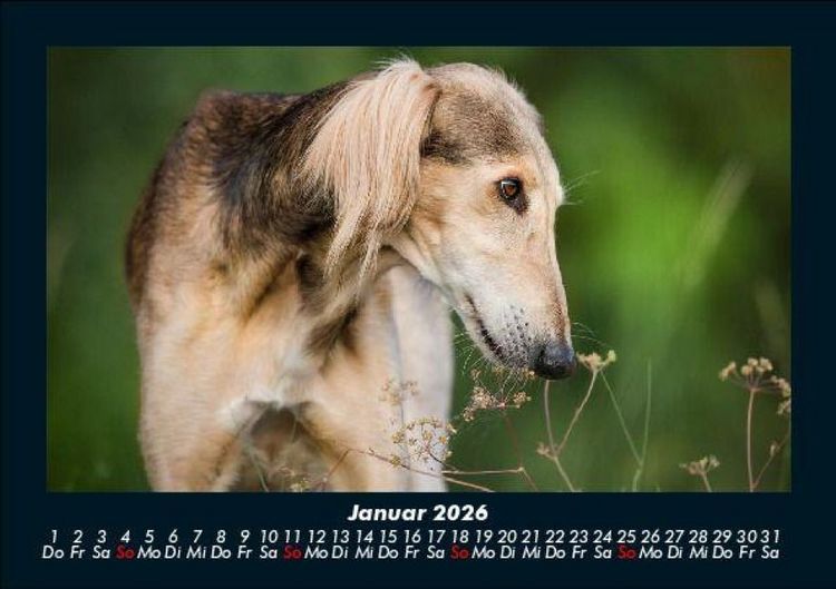 Produktbild: Der Hundekalender 2026 Fotokalender DIN A5