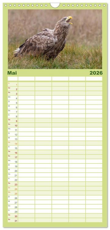 Produktbild: Familienplaner 2026 - Seeadler in Polen mit 5 Spalten (Wandkalender, 21 x 45 cm) CALVENDO