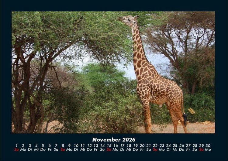 Produktbild: Giraffen 2026 Fotokalender DIN A4