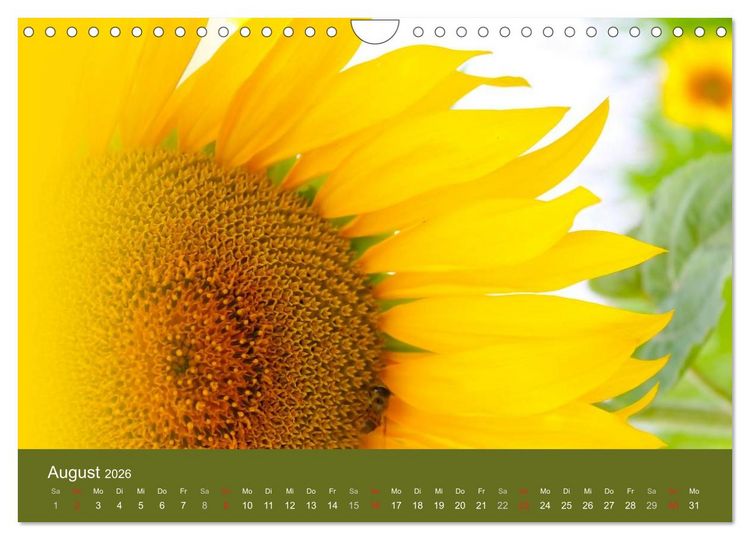 Produktbild: Sonnenblumen - die Blumen der Lebensfreude (Wandkalender 2026 DIN A4 quer), CALVENDO Monatskalender
