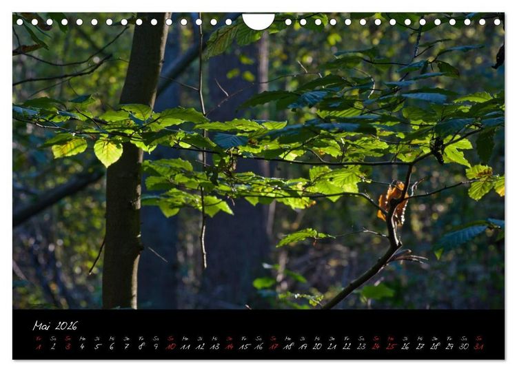 Produktbild: Wald (Wandkalender 2026 DIN A4 quer), CALVENDO Monatskalender