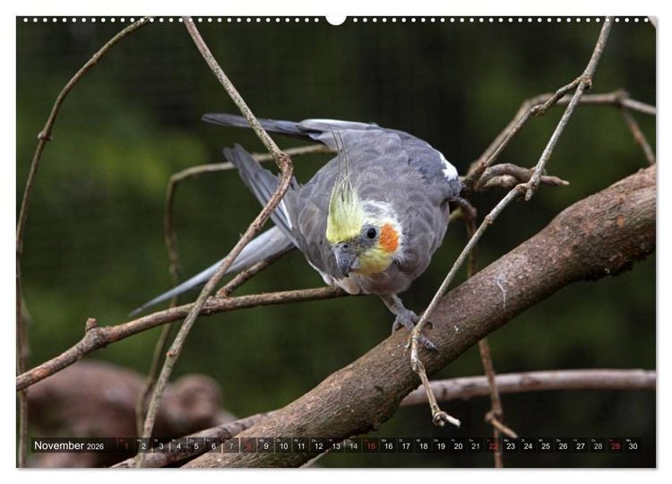 Produktbild: Nymphensittiche (hochwertiger Premium Wandkalender 2026 DIN A2 quer), Kunstdruck in Hochglanz