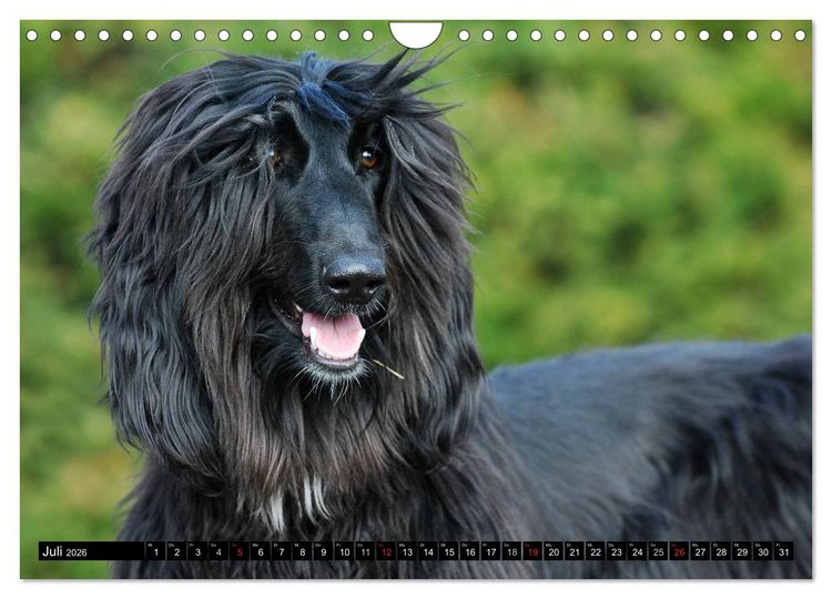 Produktbild: Kinder des Windes - Afghanischer Windhund (Wandkalender 2026 DIN A4 quer), CALVENDO Monatskalender