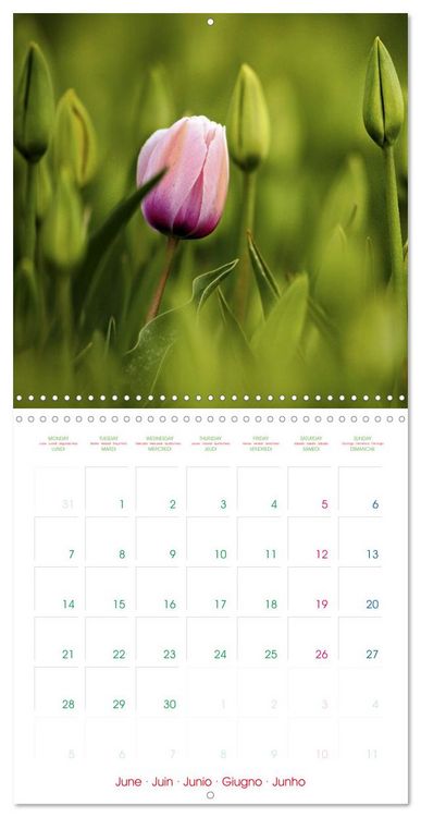 Produktbild: Tulips - Harbingers of Spring (Wall Calendar 2027 12 &times; 12 Inch) CALVENDO 12 Month Wall Calendar