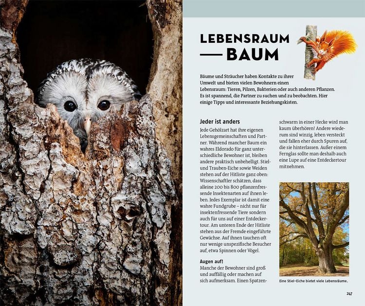 Produktbild: Welcher Baum ist das?