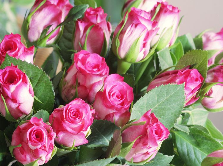 Produktbild: CALVENDO Puzzle Rosenstrau&szlig; in Pink, Wei&szlig; und Gr&uuml;n | 2000 Teile Lege-Gr&ouml;&szlig;e 90x67cm Foto-Puzzle f&uuml;r gl&uuml;ckliche Stunden