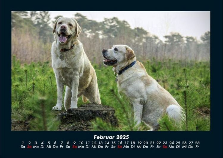 Produktbild: Hundezauber 2025 Fotokalender DIN A4