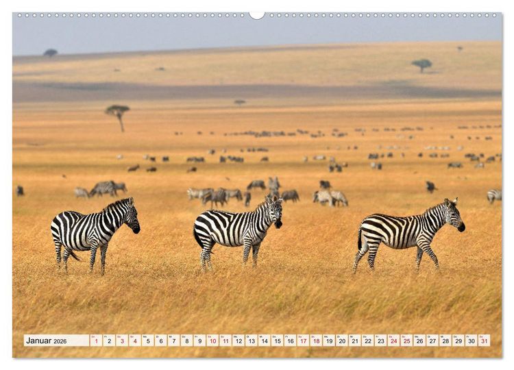 Produktbild: Faszination Afrika: Zebras (hochwertiger Premium Wandkalender 2026 DIN A2 quer), Kunstdruck in Hochglanz