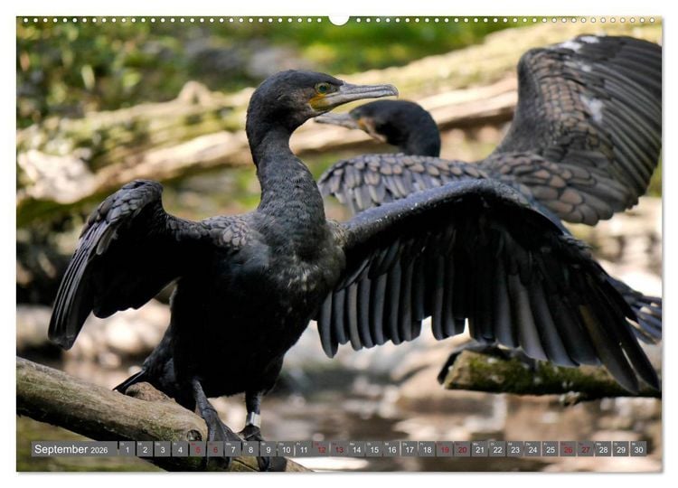 Produktbild: Weltvogelpark Walsrode - Die Vielfalt der Vogelarten (Wandkalender 2026 DIN A2 quer), CALVENDO Monatskalender