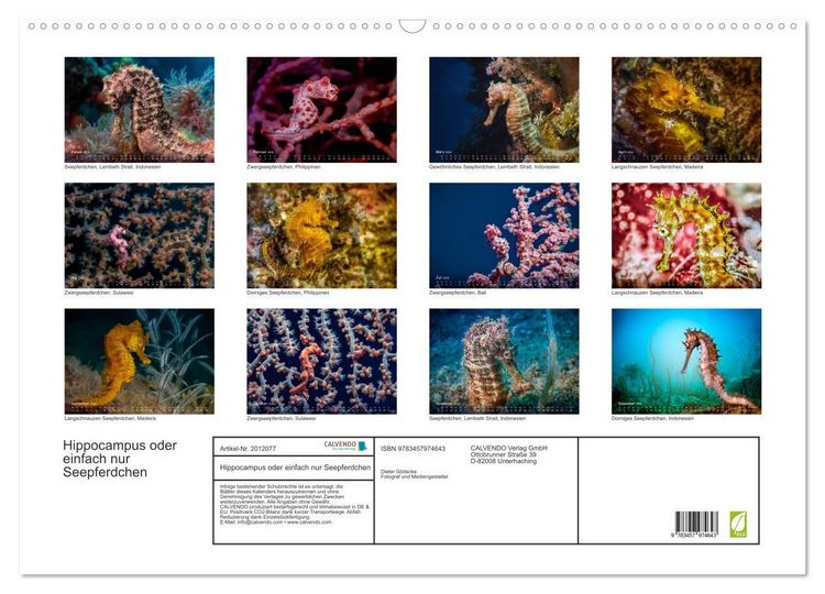 Produktbild: Hippocampus oder einfach nur Seepferdchen (Wandkalender 2026 DIN A2 quer), CALVENDO Monatskalender
