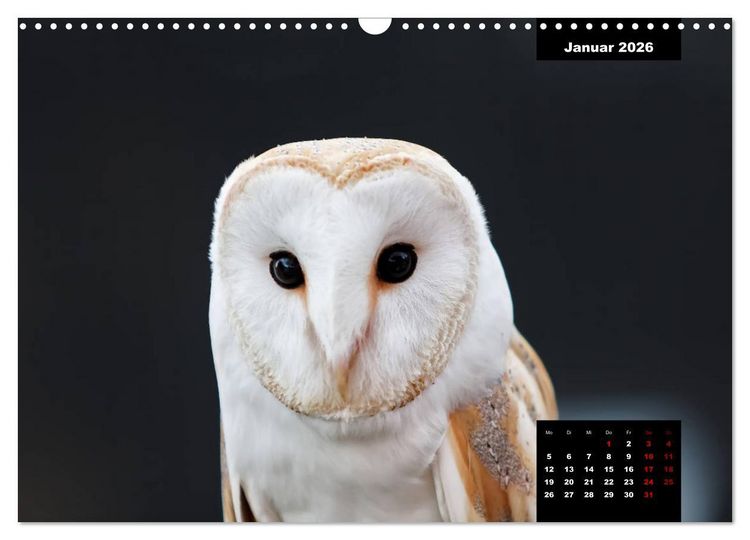 Produktbild: Greifv&ouml;gel - Herrscher der L&uuml;fte (Wandkalender 2026 DIN A3 quer), CALVENDO Monatskalender
