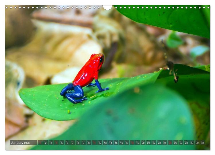 Produktbild: Amazing Costa Rica (Wall Calendar 2026 DIN A3 landscape), CALVENDO 12 Month Wall Calendar