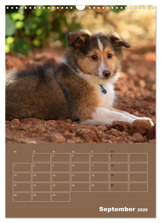 Produktbild: SHELTIES Herzensbrecher auf 4 Pfoten (Wandkalender 2026 DIN A3 hoch), CALVENDO Monatskalender