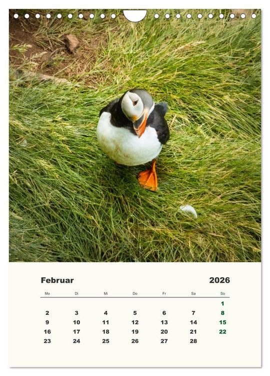 Produktbild: Papageientaucher in Island (Wandkalender 2026 DIN A4 hoch), CALVENDO Monatskalender