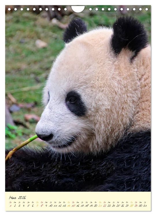 Produktbild: Riesenpanda (Wandkalender 2026 DIN A4 hoch), CALVENDO Monatskalender