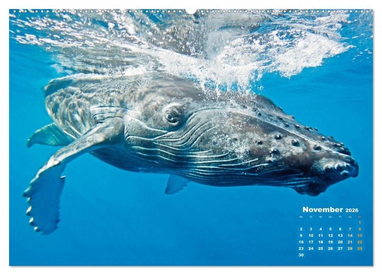 Produktbild: Buckelwale: Aus den blauen Tiefen der Ozeane (Wandkalender 2026 DIN A2 quer), CALVENDO Monatskalender
