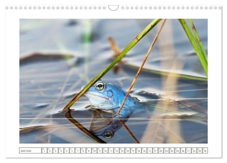 Produktbild: Wenn Fr&ouml;sche blau machen - das geheime Leben der Moorfr&ouml;sche von Tanja Riedel (Wandkalender 2026 DIN A3 quer), CALVENDO Monatskalender