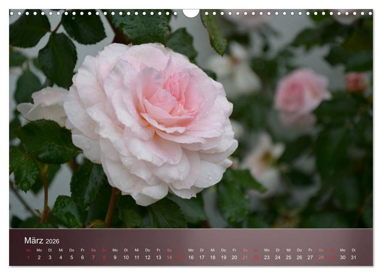 Produktbild: Zarte Sch&ouml;nheiten - Rosen (Wandkalender 2026 DIN A3 quer), CALVENDO Monatskalender