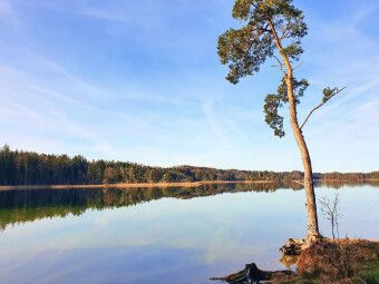 Produktbild: CALVENDO Puzzle Akzeptanz statt Widerstand - Baum an den Osterseen | 1000 Teile Lege-Gr&ouml;&szlig;e 64x48cm Foto-Puzzle f&uuml;r gl&uuml;ckliche Stunden