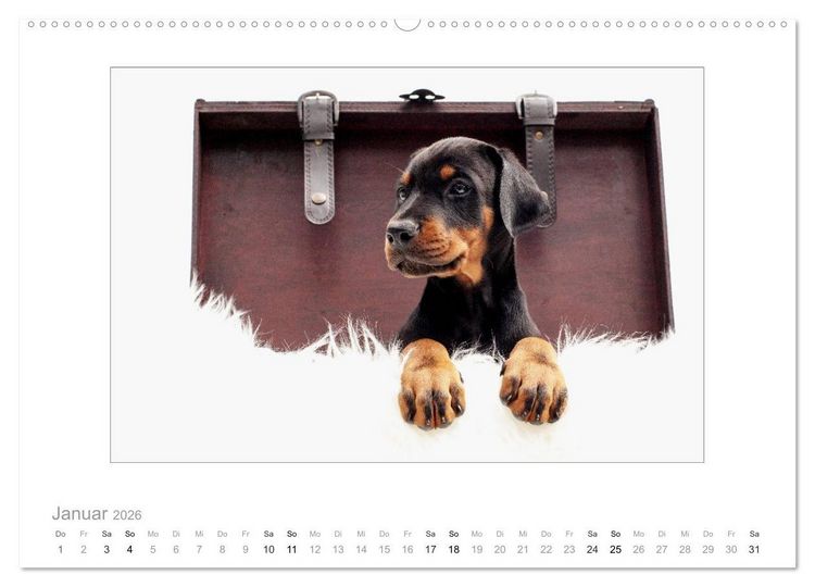 Produktbild: Dobermann Welpen (hochwertiger Premium Wandkalender 2026 DIN A2 quer), Kunstdruck in Hochglanz