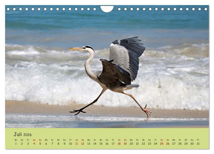 Produktbild: Gefiederte Sch&ouml;nheiten Ostafrikas (Wandkalender 2026 DIN A4 quer), CALVENDO Monatskalender