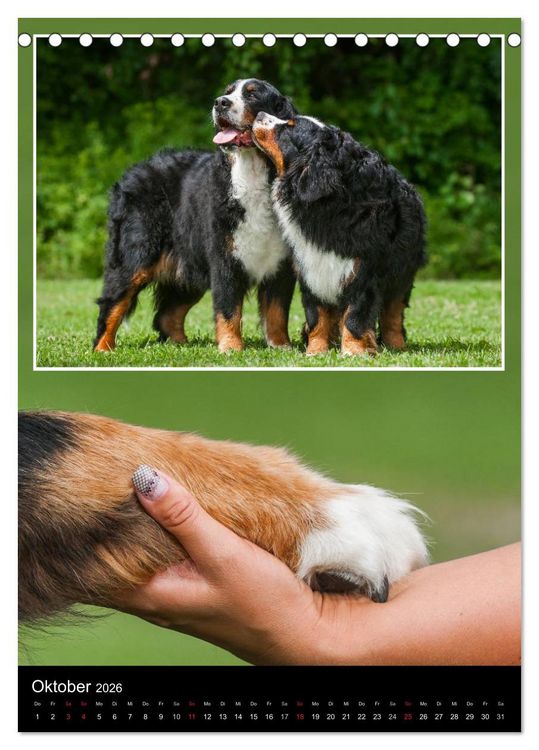 Produktbild: Berner Sennenhund 2026 (Tischkalender 2026 DIN A5 hoch), CALVENDO Monatskalender