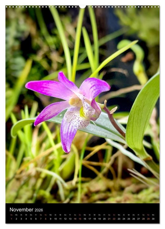 Produktbild: Orchideen - Exoten im Wohnzimmer (hochwertiger Premium Wandkalender 2026 DIN A2 hoch), Kunstdruck in Hochglanz