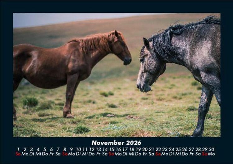 Produktbild: Pferdetraum 2026 Fotokalender DIN A5