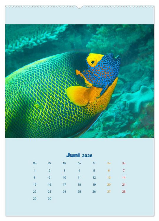 Produktbild: Portraitaufnahmen - Fische (hochwertiger Premium Wandkalender 2026 DIN A2 hoch), Kunstdruck in Hochglanz