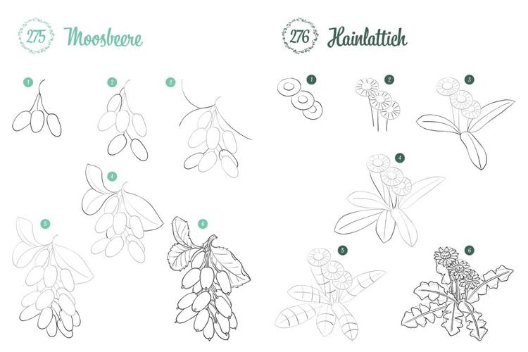 Produktbild: 300 Motive zeichnen &ndash; Botanik