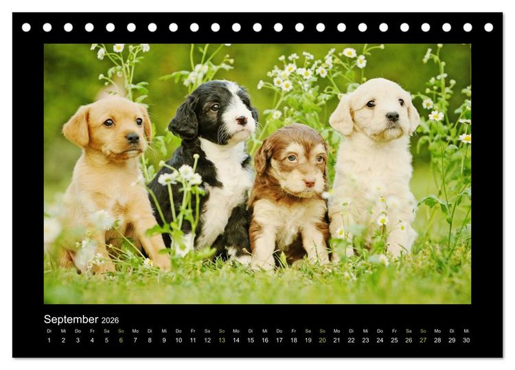 Produktbild: Allerlei Hundekinder (Tischkalender 2026 DIN A5 quer), CALVENDO Monatskalender
