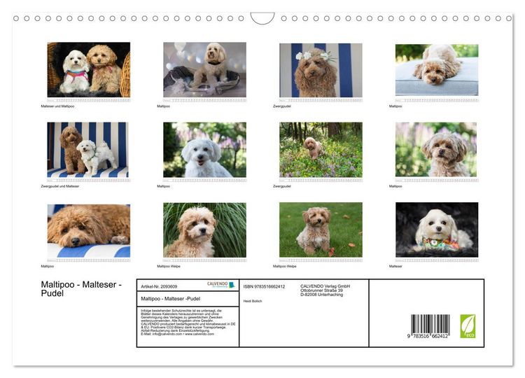 Produktbild: Maltipoo - Malteser -Pudel (Wandkalender 2026 DIN A3 quer), CALVENDO Monatskalender