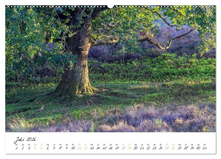 Produktbild: In der Welt der B&auml;ume (hochwertiger Premium Wandkalender 2026 DIN A2 quer), Kunstdruck in Hochglanz