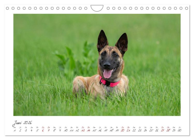 Produktbild: Traumhund Malinois (Wandkalender 2026 DIN A4 quer), CALVENDO Monatskalender