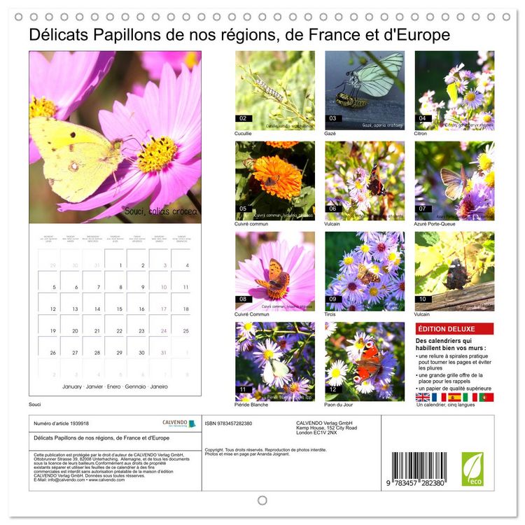 Produktbild: D&eacute;licats Papillons de nos r&eacute;gions, de France et d'Europe (Calendrier mural carr&eacute; 2026 30x30 cm) Calendrier double avec une page pour vos prises de notes