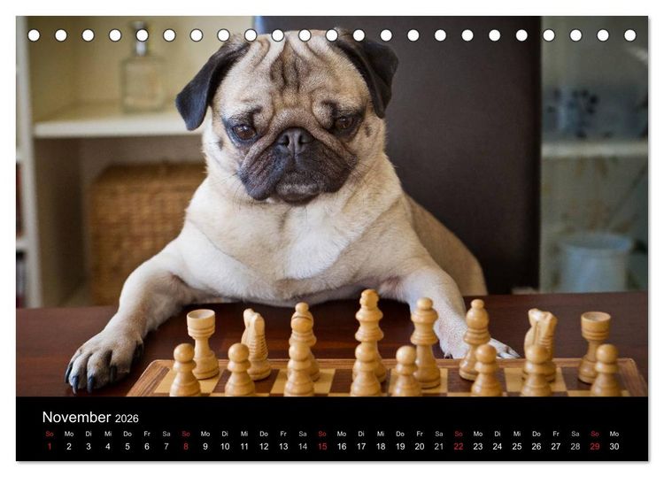 Produktbild: Mops 2026 (Tischkalender 2026 DIN A5 quer), CALVENDO Monatskalender
