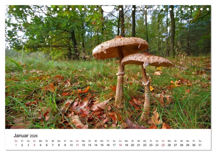 Produktbild: Heimische Pilze (Wandkalender 2026 DIN A4 quer), CALVENDO Monatskalender