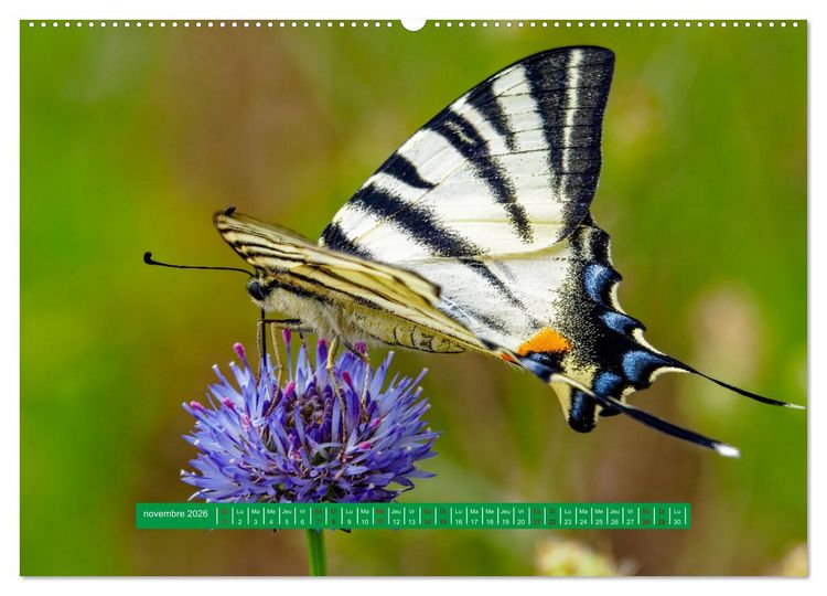 Produktbild: La vie de nos prairie, les papillons (Calendrier mural 2026 DIN A2 vertical) calendrier de bureau