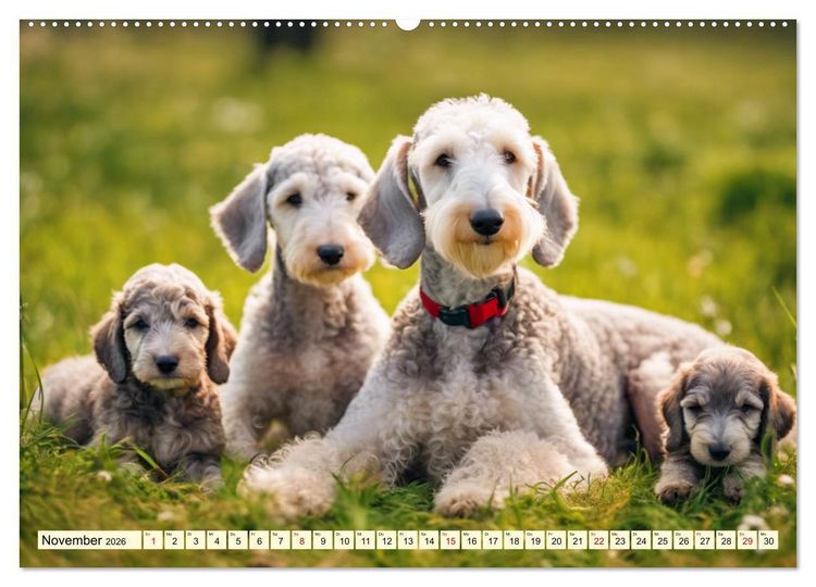 Produktbild: Bedlington Terrier - Hunde im Schafspelz (Wandkalender 2026 DIN A2 quer), CALVENDO Monatskalender