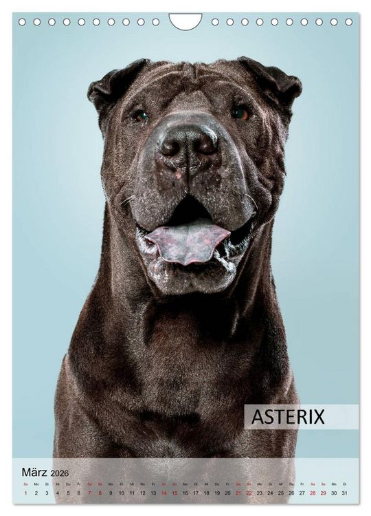 Produktbild: Hundekalender - Hunderassen im Portrait (Wandkalender 2026 DIN A4 hoch), CALVENDO Monatskalender
