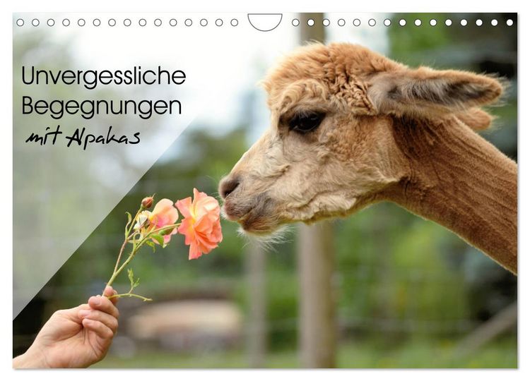 Produktbild: Unvergessliche Begegnungen mit Alpakas (Wandkalender 2026 DIN A4 quer), CALVENDO Monatskalender