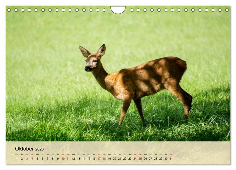 Produktbild: Wildes Stadtleben in M&uuml;nchen (Wandkalender 2026 DIN A4 quer), CALVENDO Monatskalender