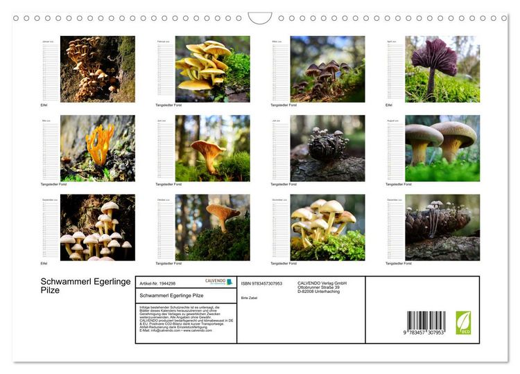 Produktbild: Schwammerl Egerlinge Pilze (Wandkalender 2026 DIN A3 quer), CALVENDO Monatskalender